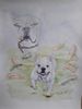Chien bouldogue français blanc