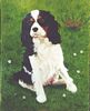 Chienne cavalier-king-charles