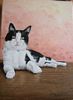 Chat blanc et noir